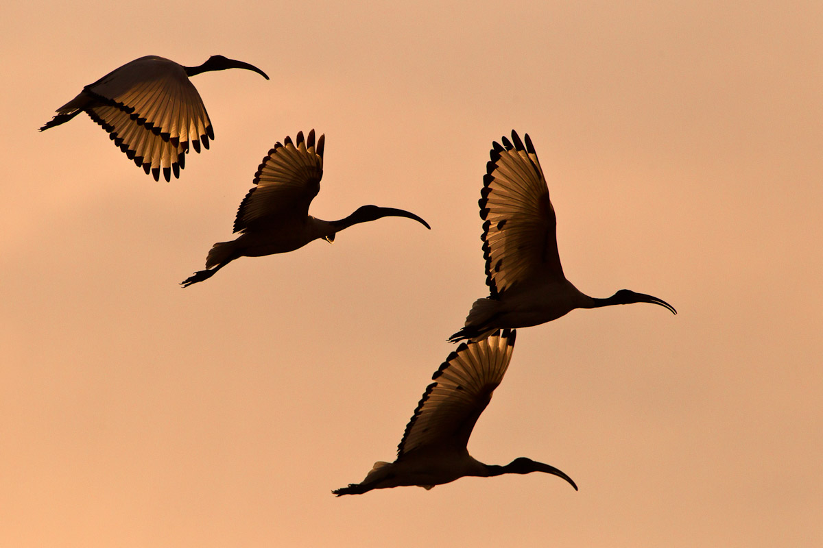 In volo al tramonto...