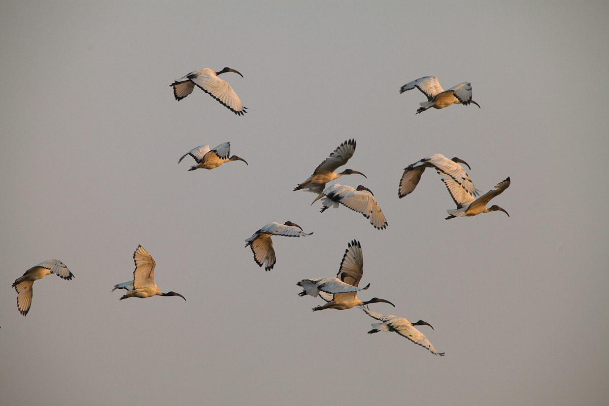Stormo di Ibis...
