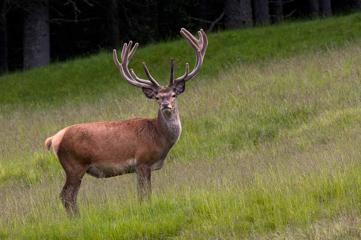 Maschio in velluto (ambiente controllato)