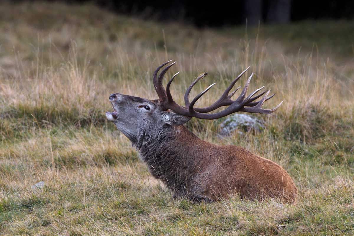 Cervo in bramito (ambiente controllato)