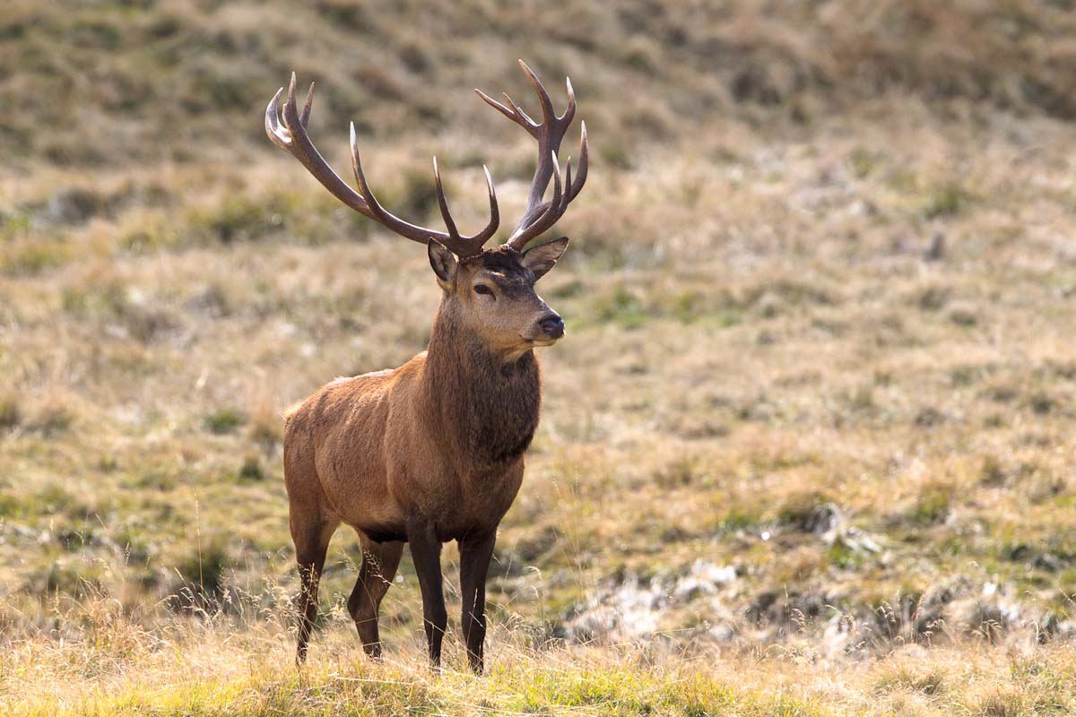 Sua Maestà (ambiente controllato)