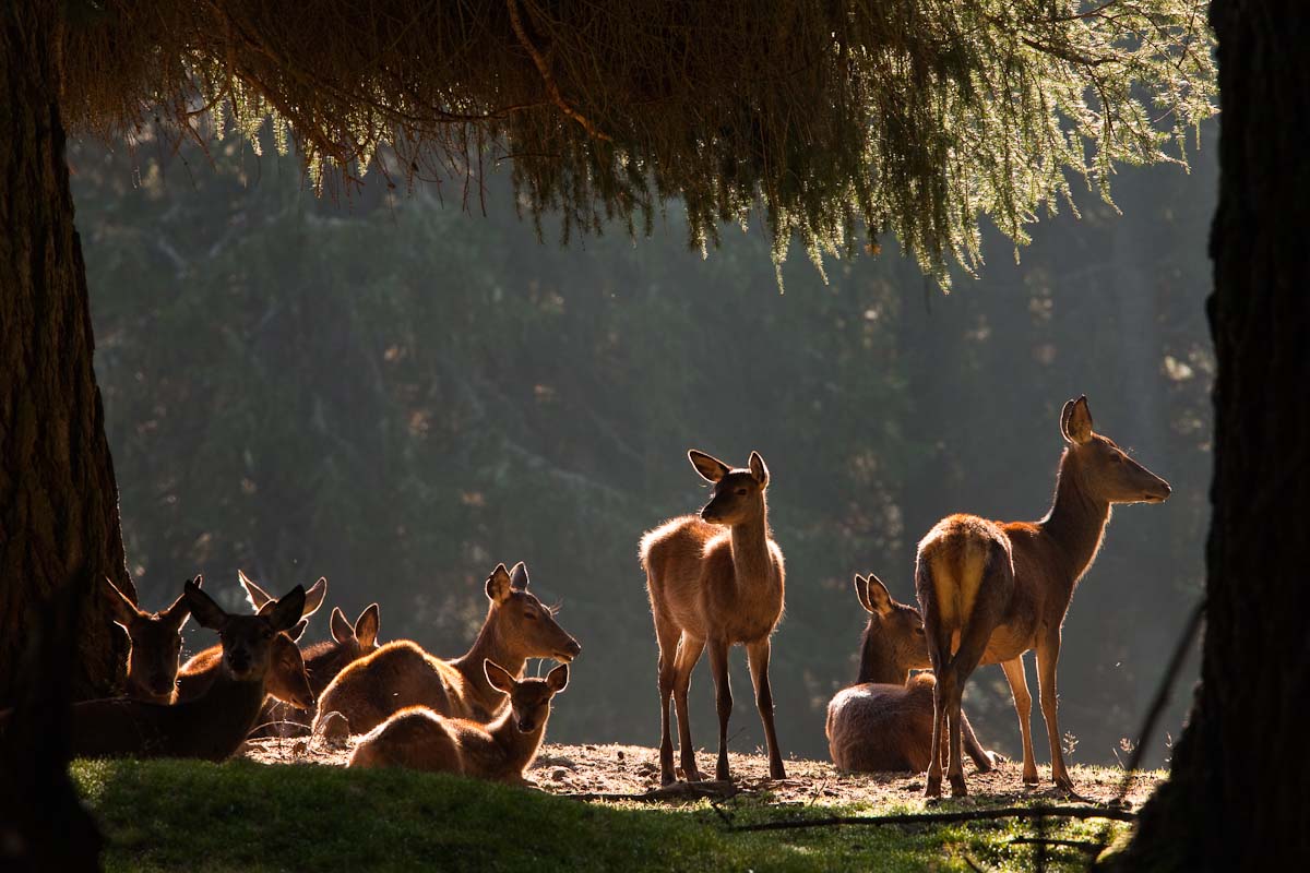 Il branco all'alba (ambiente controllato)