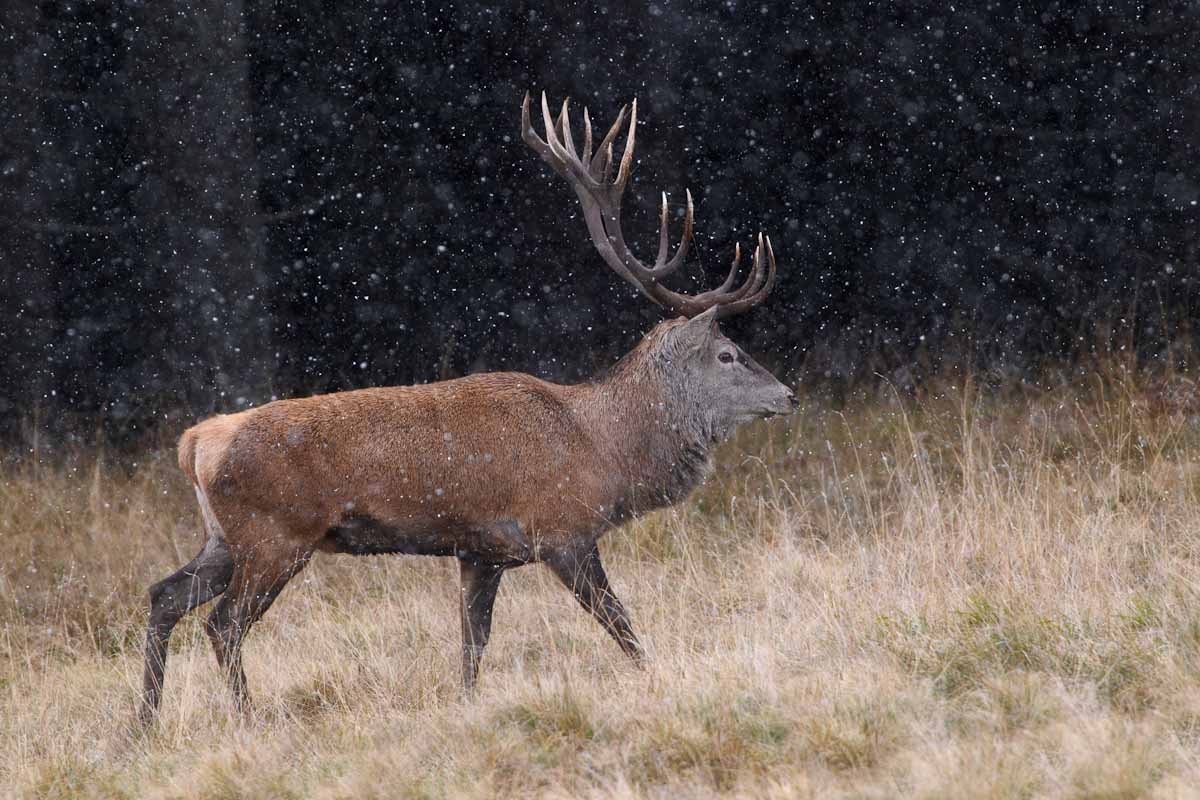 Prime nevi (ambiente controllato)