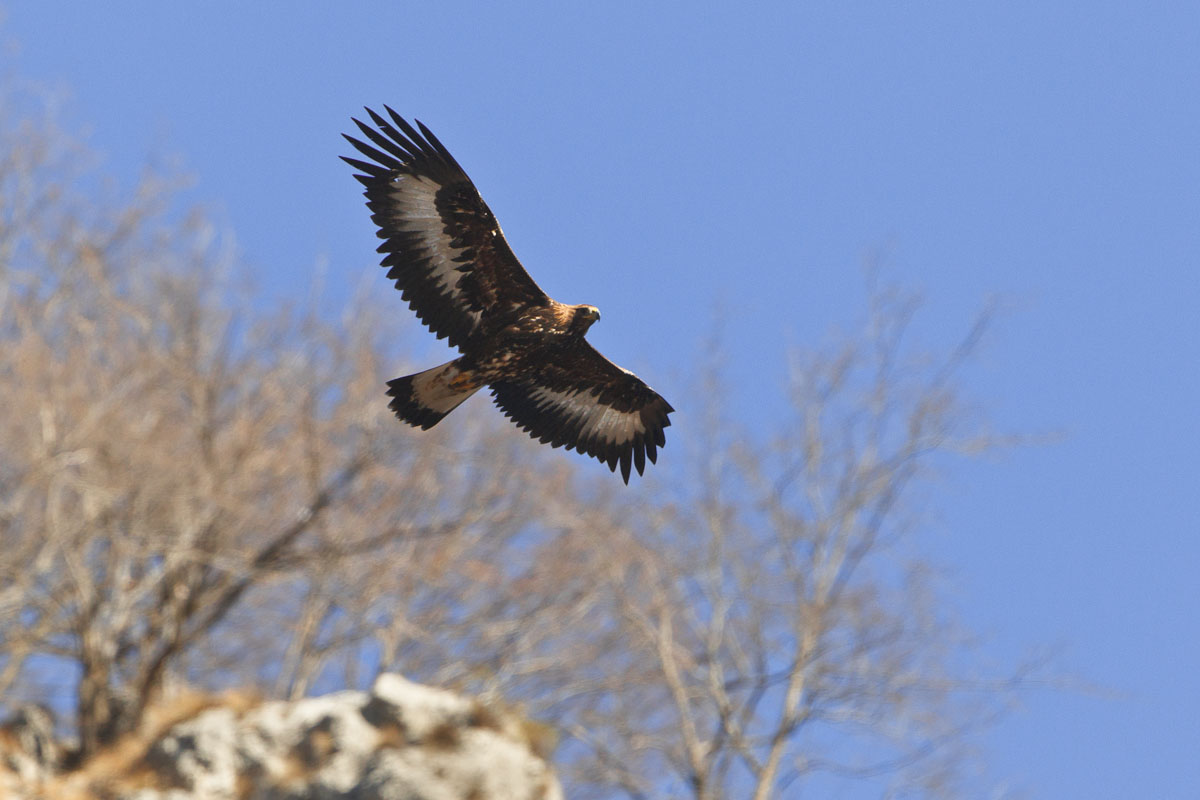 Aquila reale in perlustrazione...