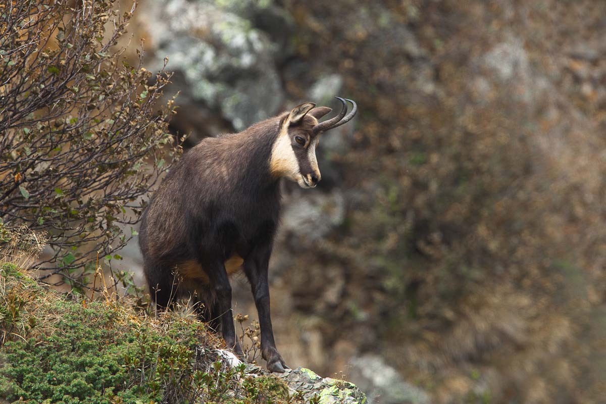 Vigile nel suo territorio...