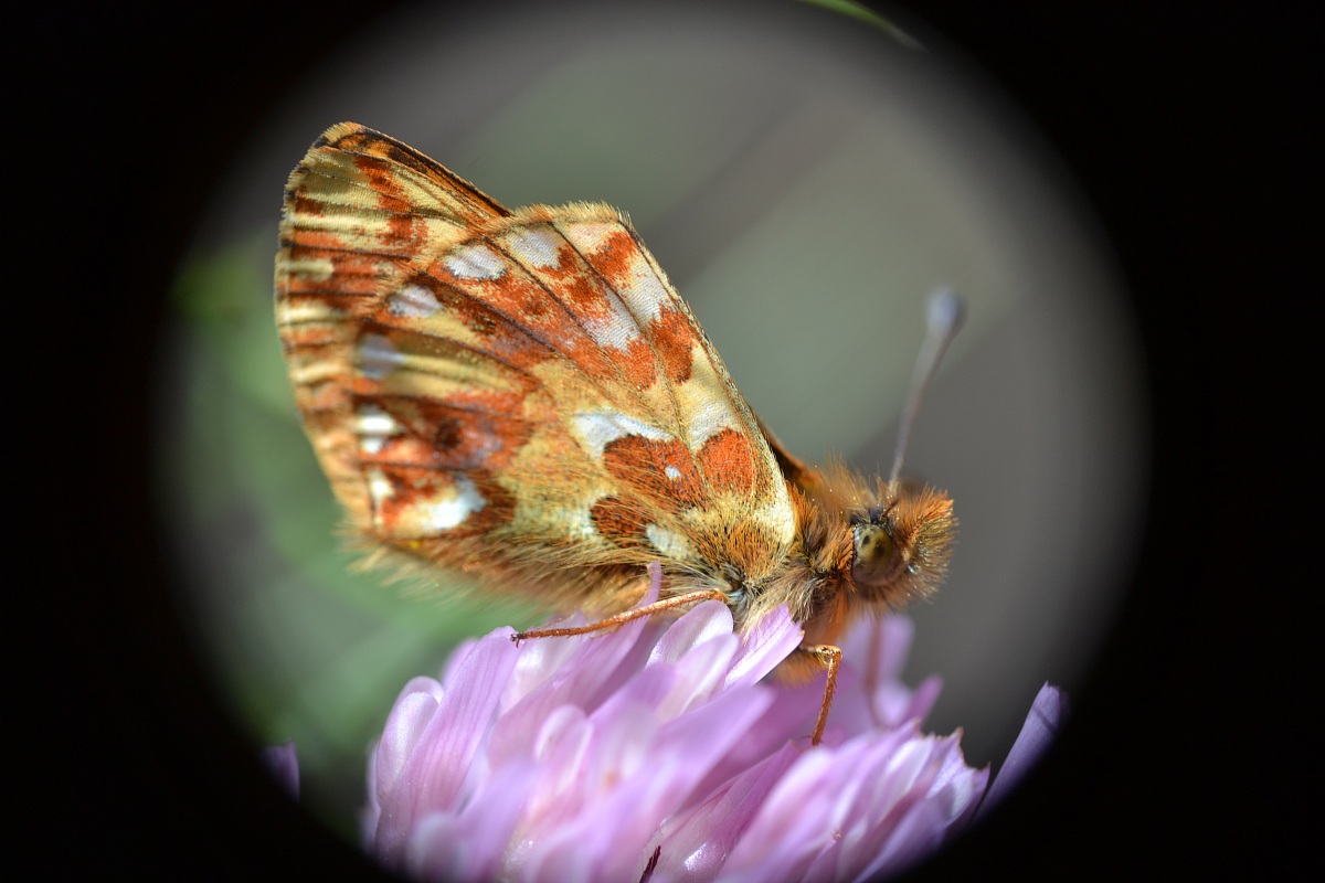 Boloria Euphrosyne