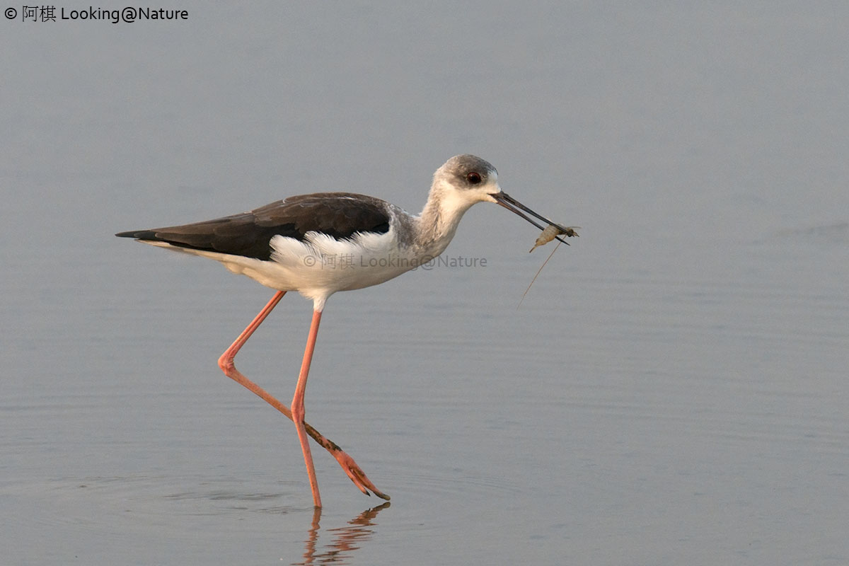 Black-winged Stilt