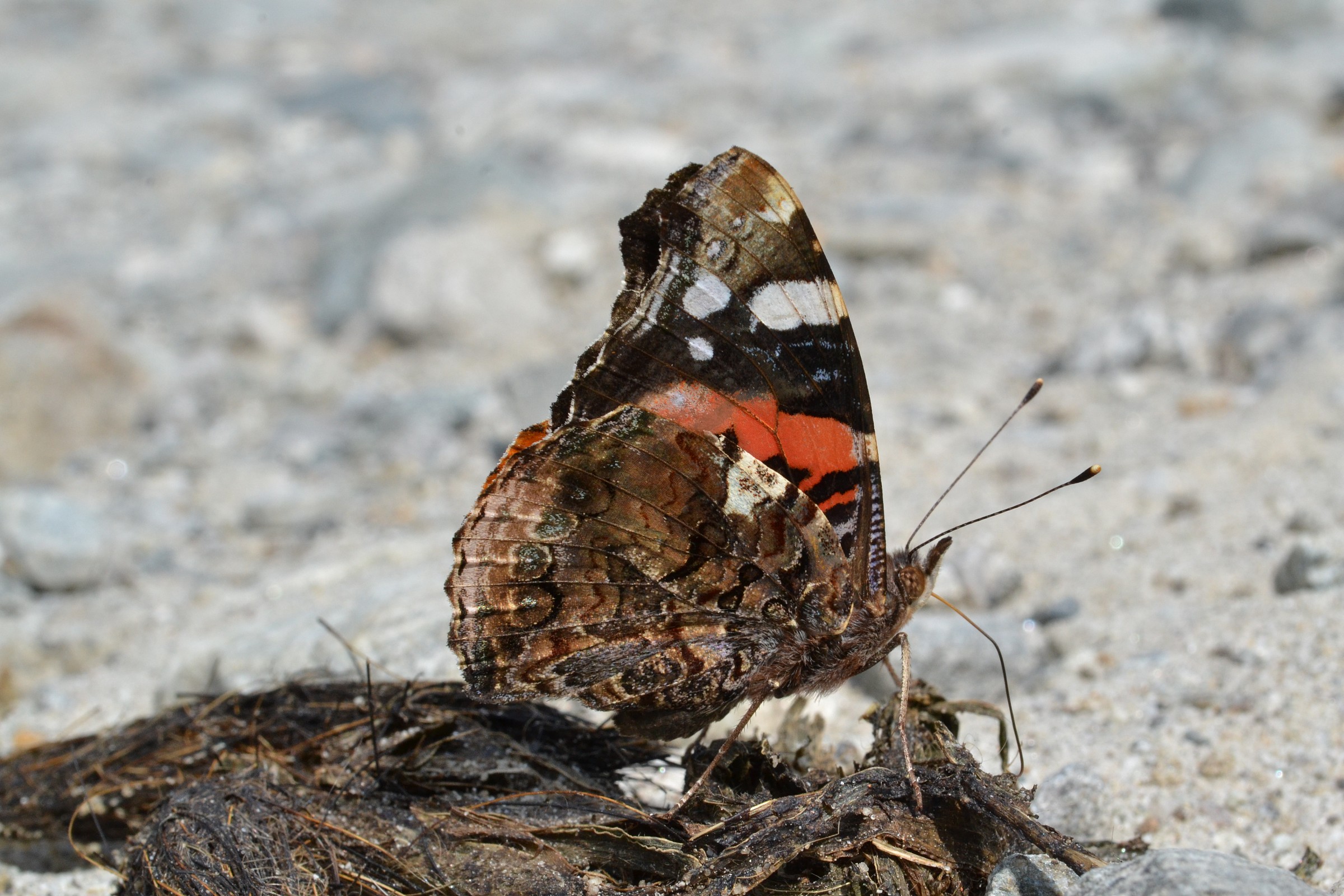 Vanessa Vulcano (Atalanta)