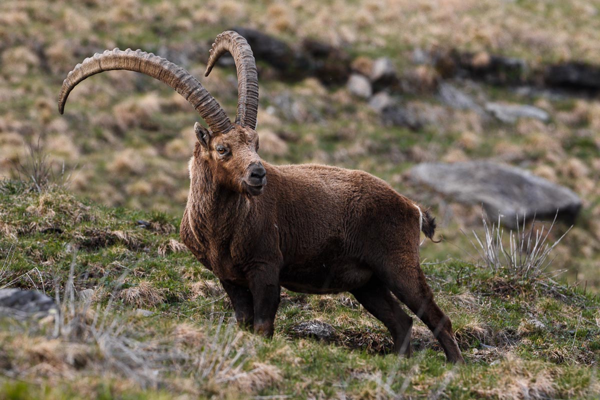Il vecchio maschio...