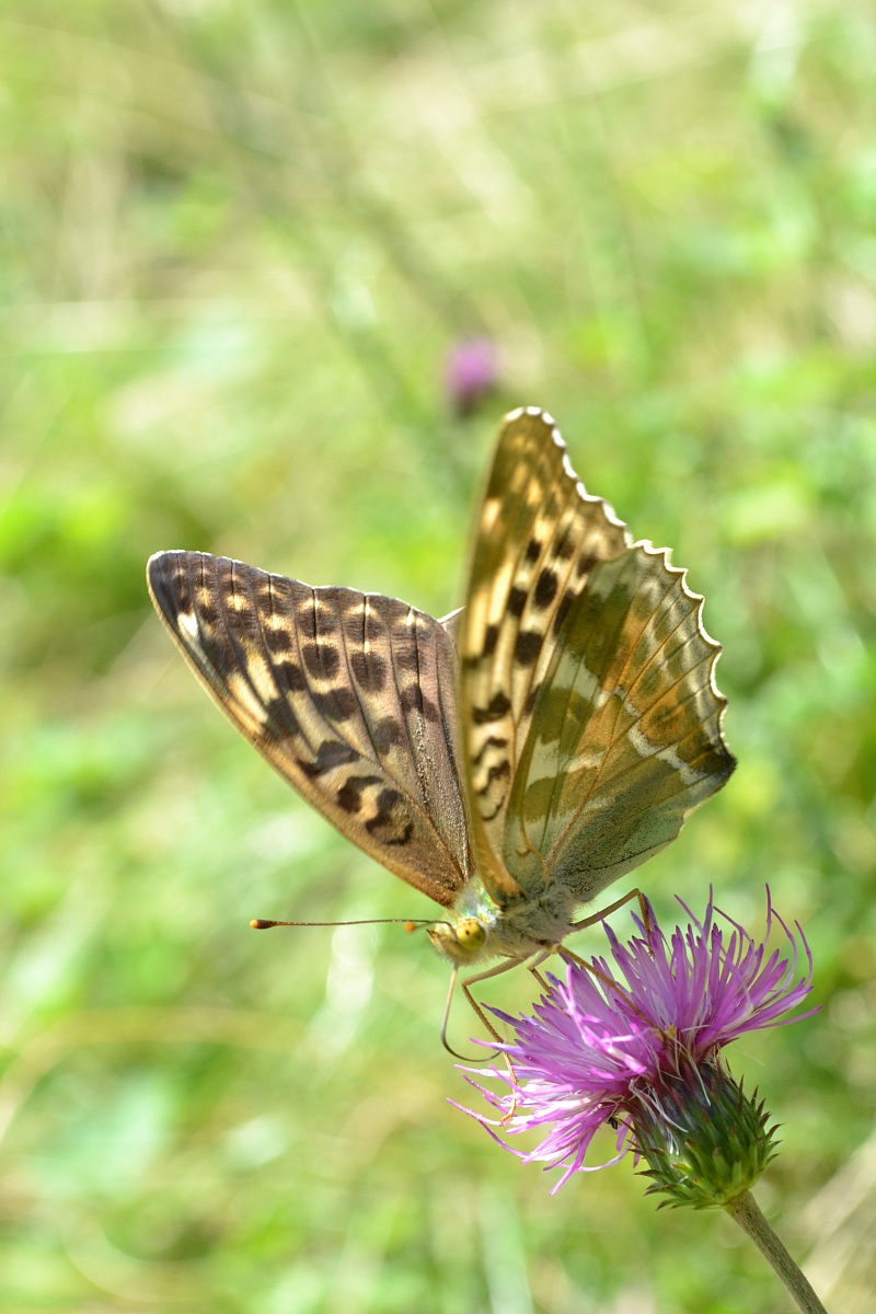 Argynnis Phaphia Immaculata