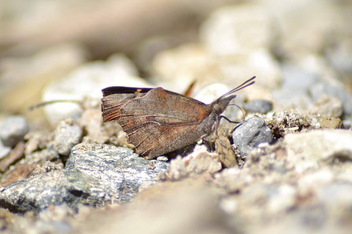 Libitea - Libythea Celtis