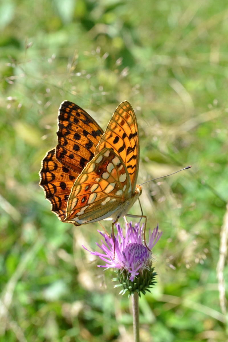 Argynnis Addipe