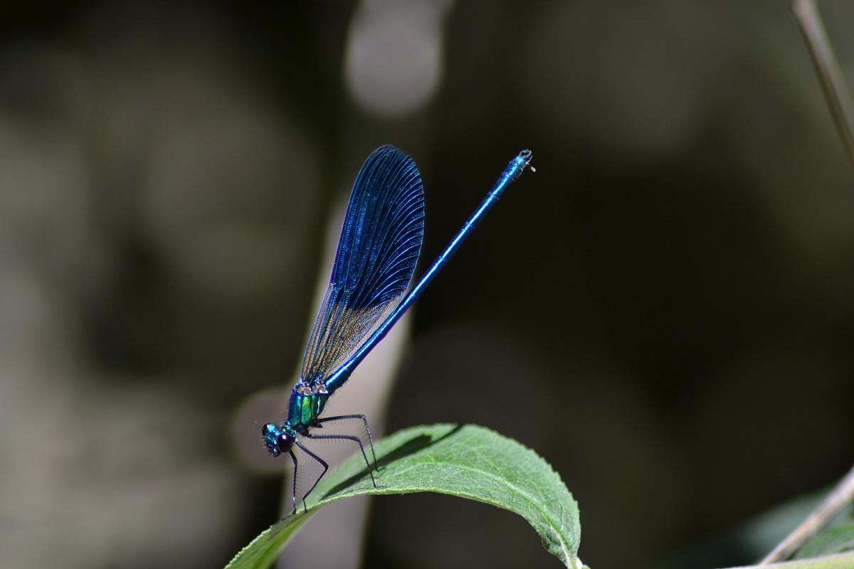 Libellula turchesina