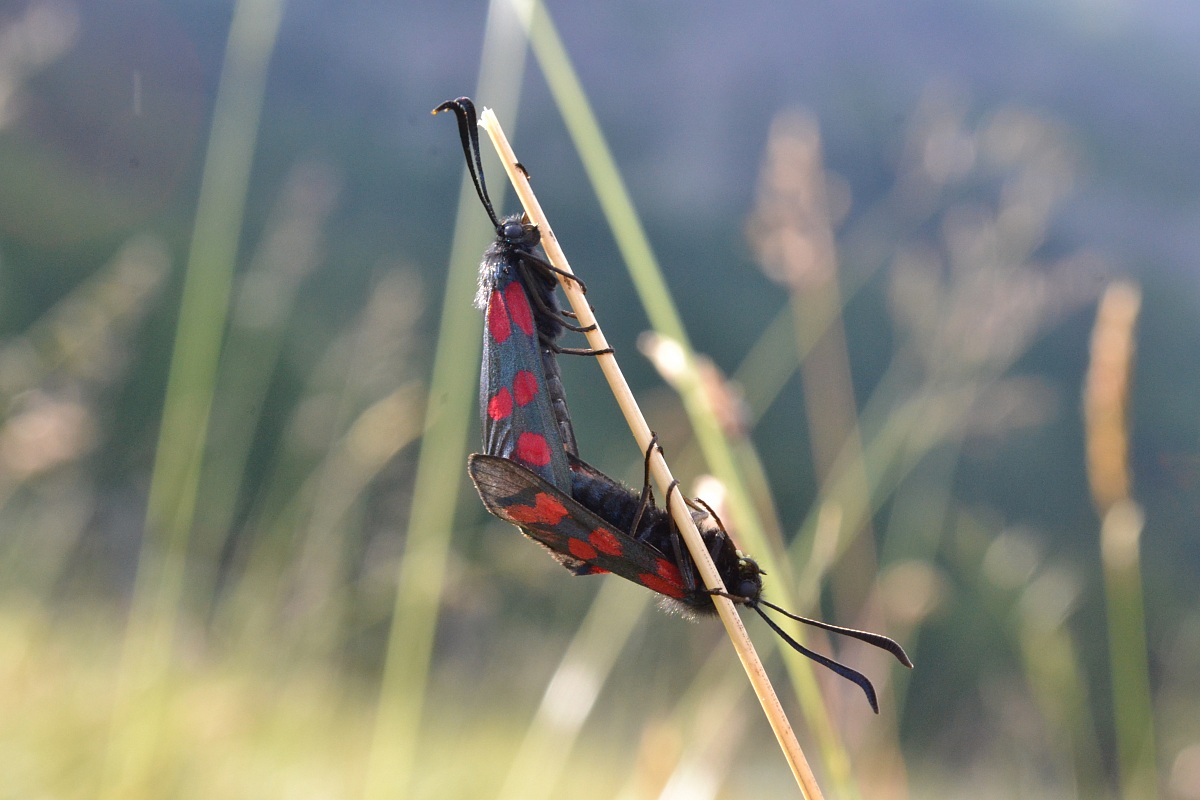 Zigene in accoppiamento