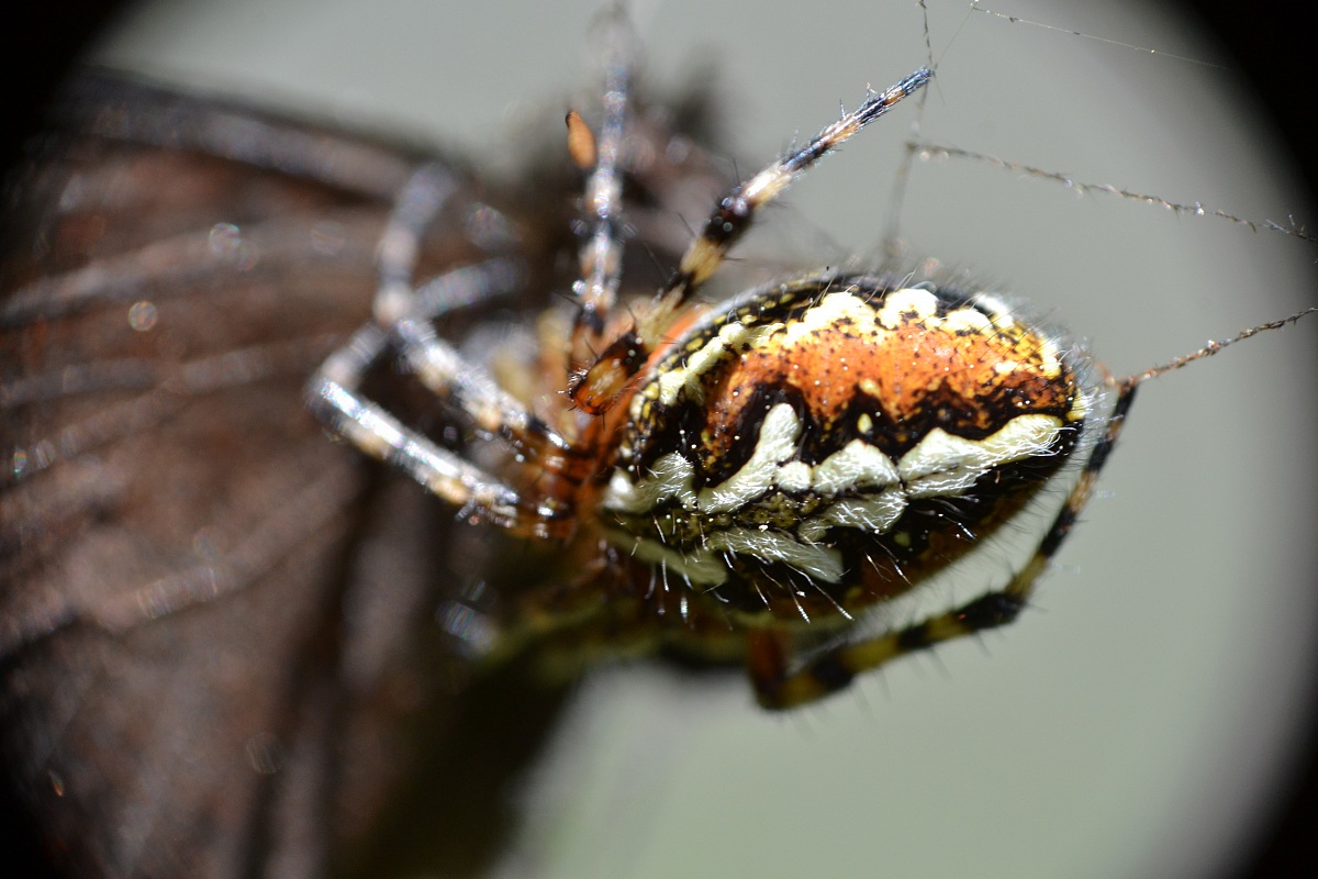 Ragno e la sua preda