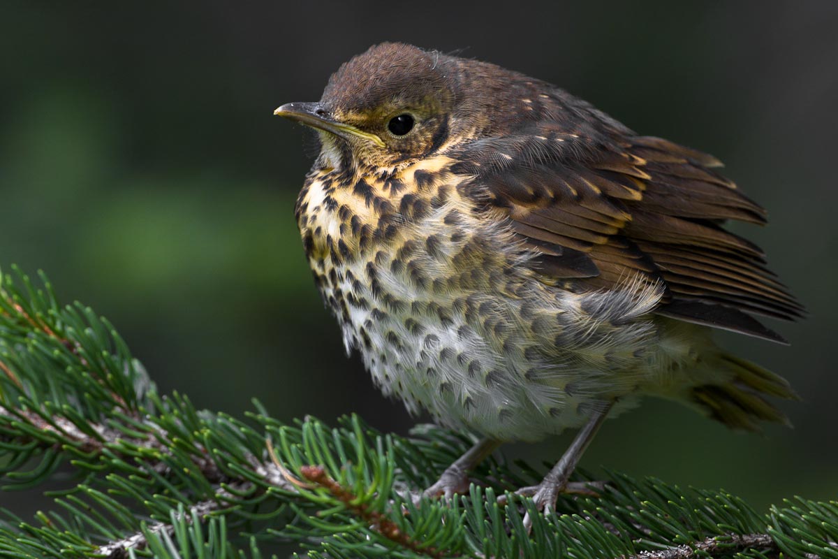 Hatchling of Ouzel ...