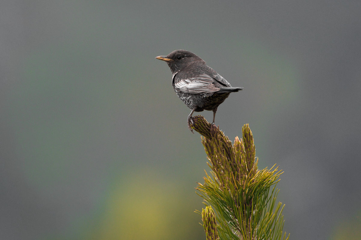 Merlo dal collare...