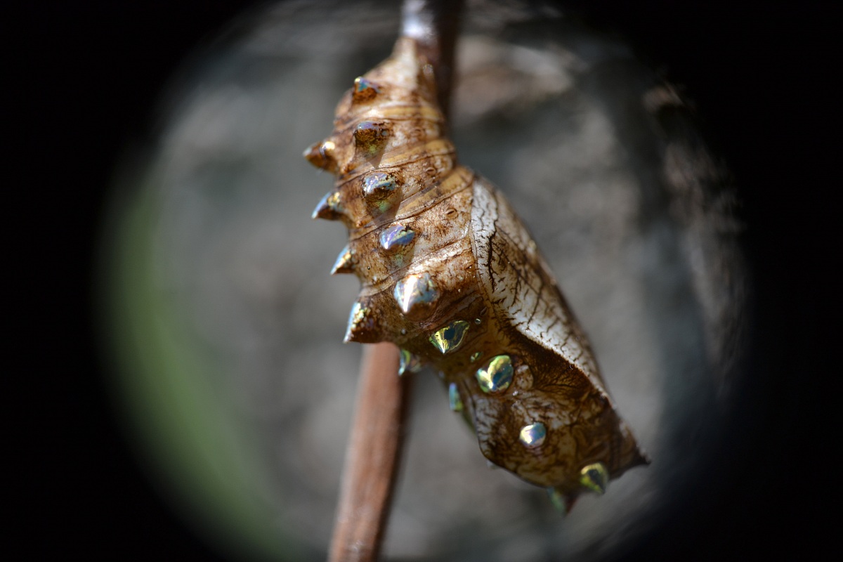 Bozzolo della Brenthis Daphne