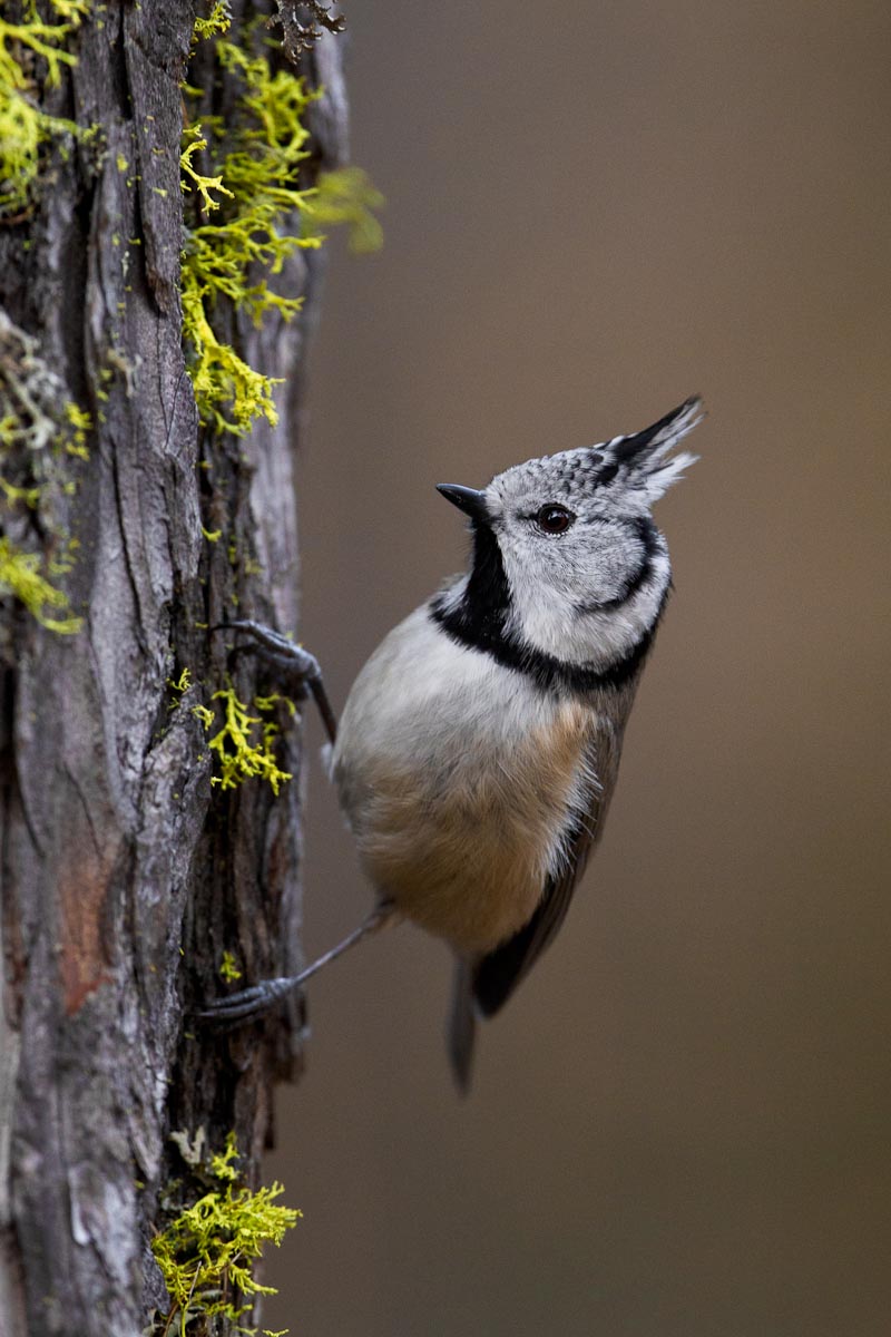 Cincia dal ciuffo...