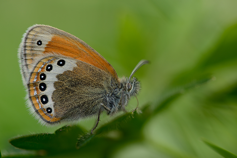 Coenonympha spp