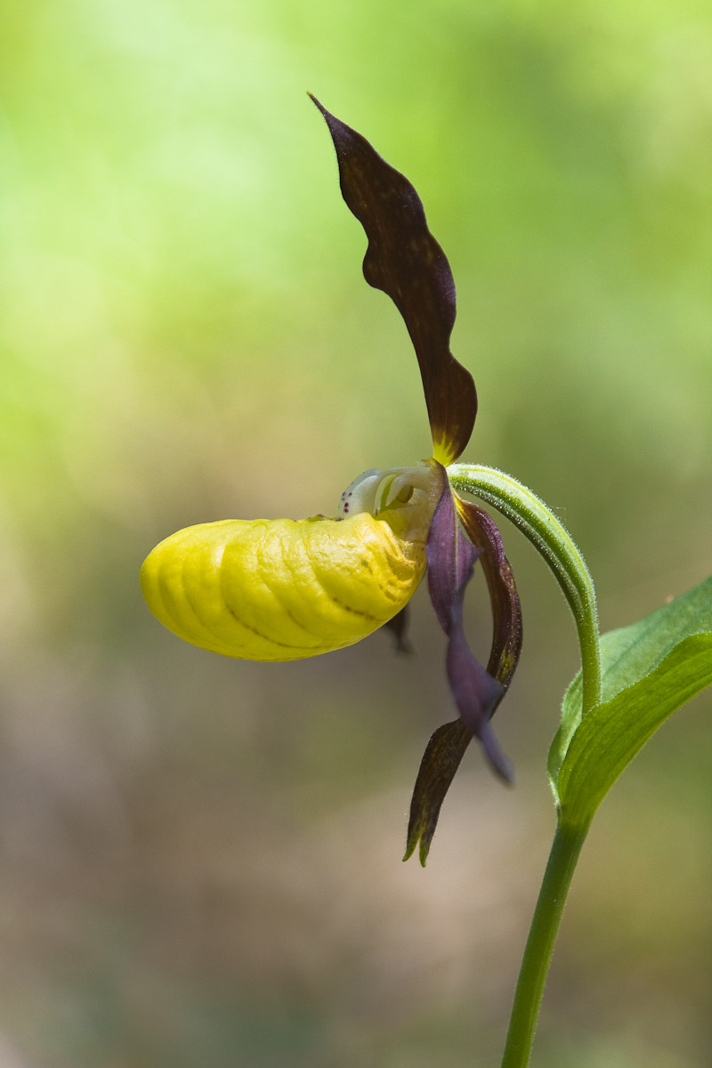 Scarpetta di Venere...