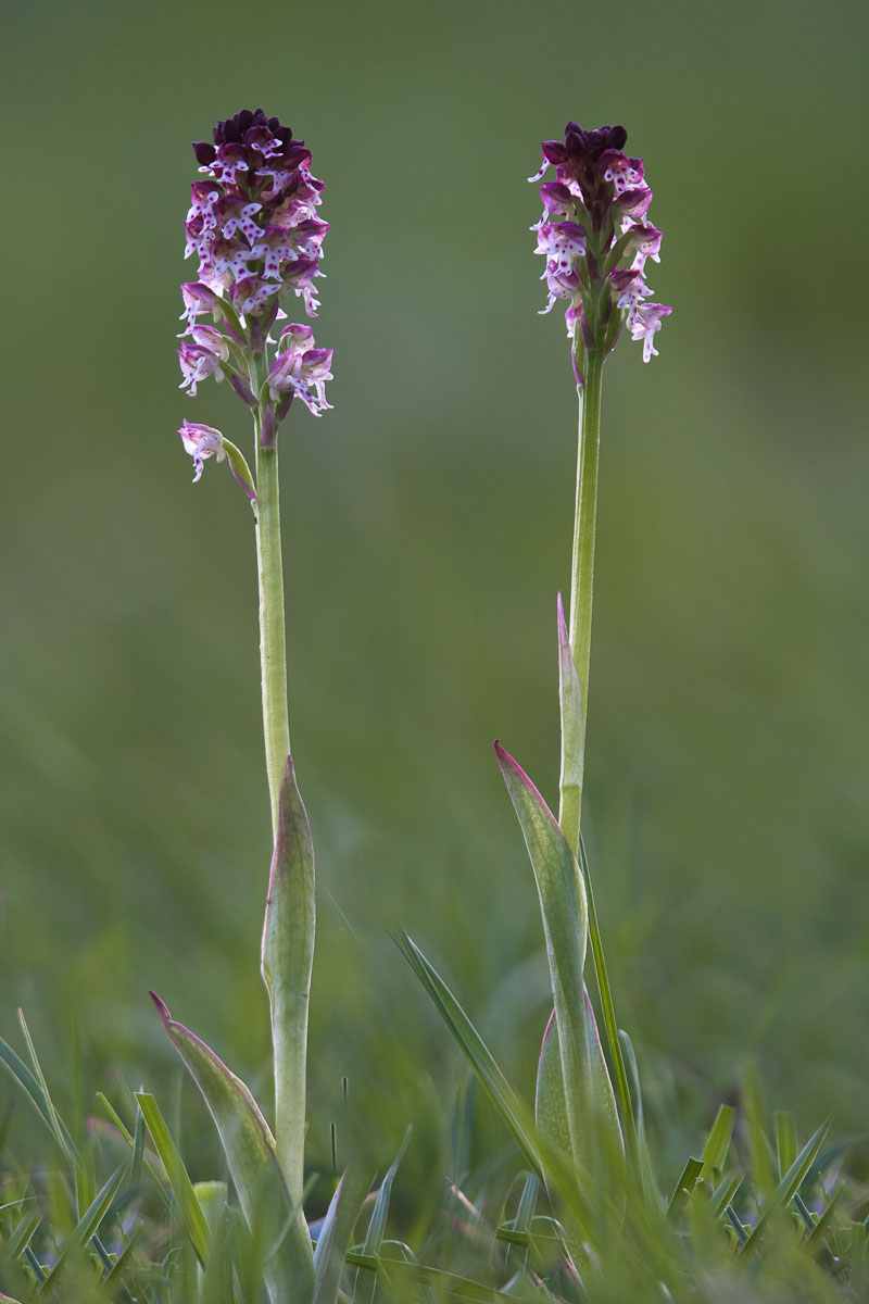 Orchidea bruciacchiata...