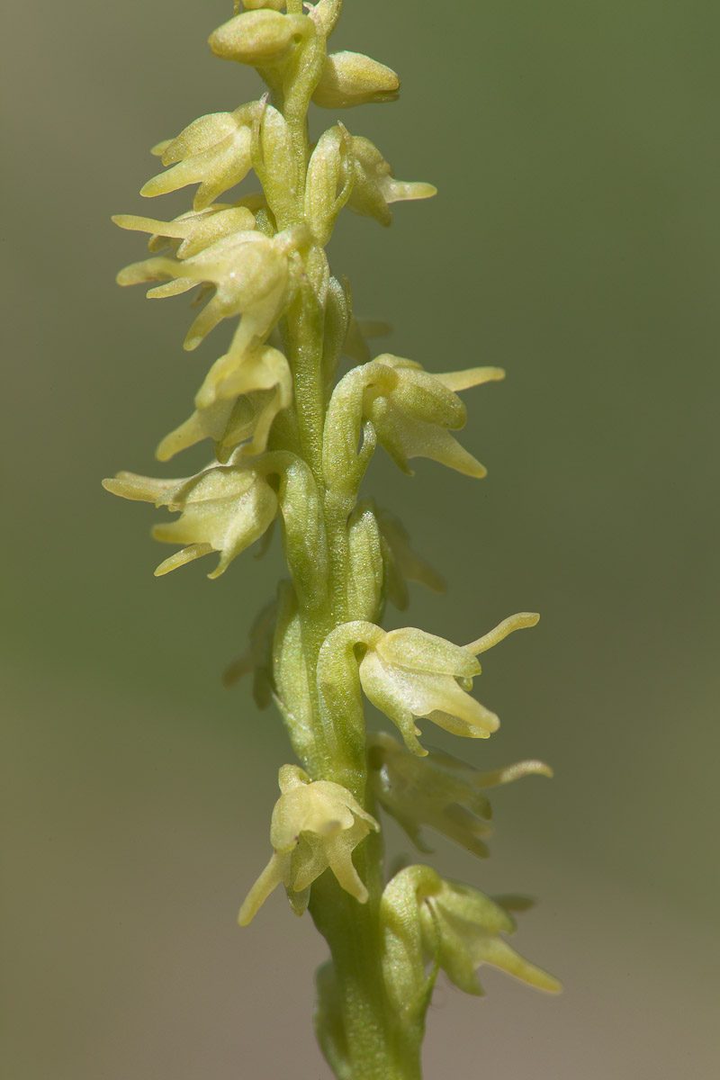 Herminium monorchis...