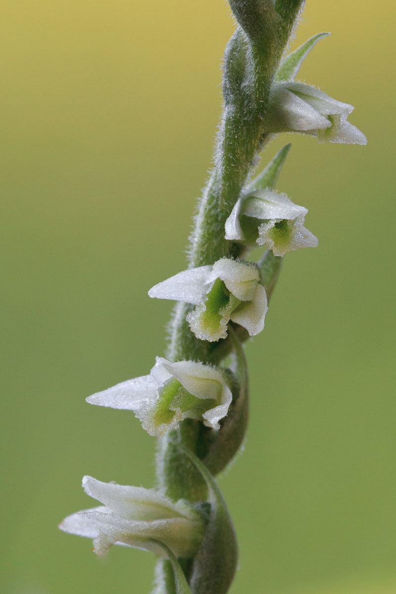 Orchidea a spirale...