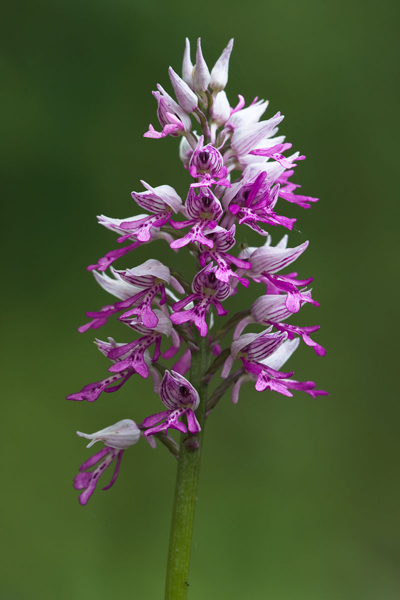 Orchidea militare...