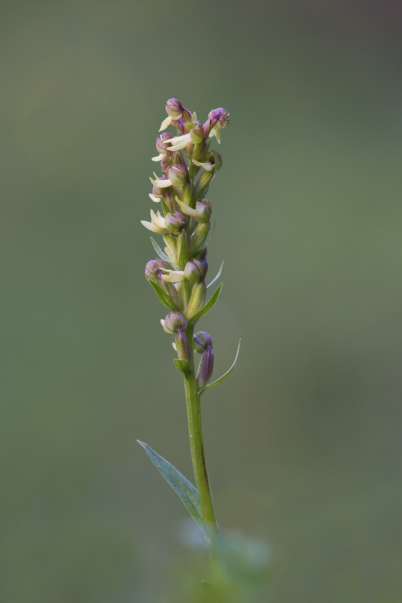 Orchidea Testicolo di volpe...
