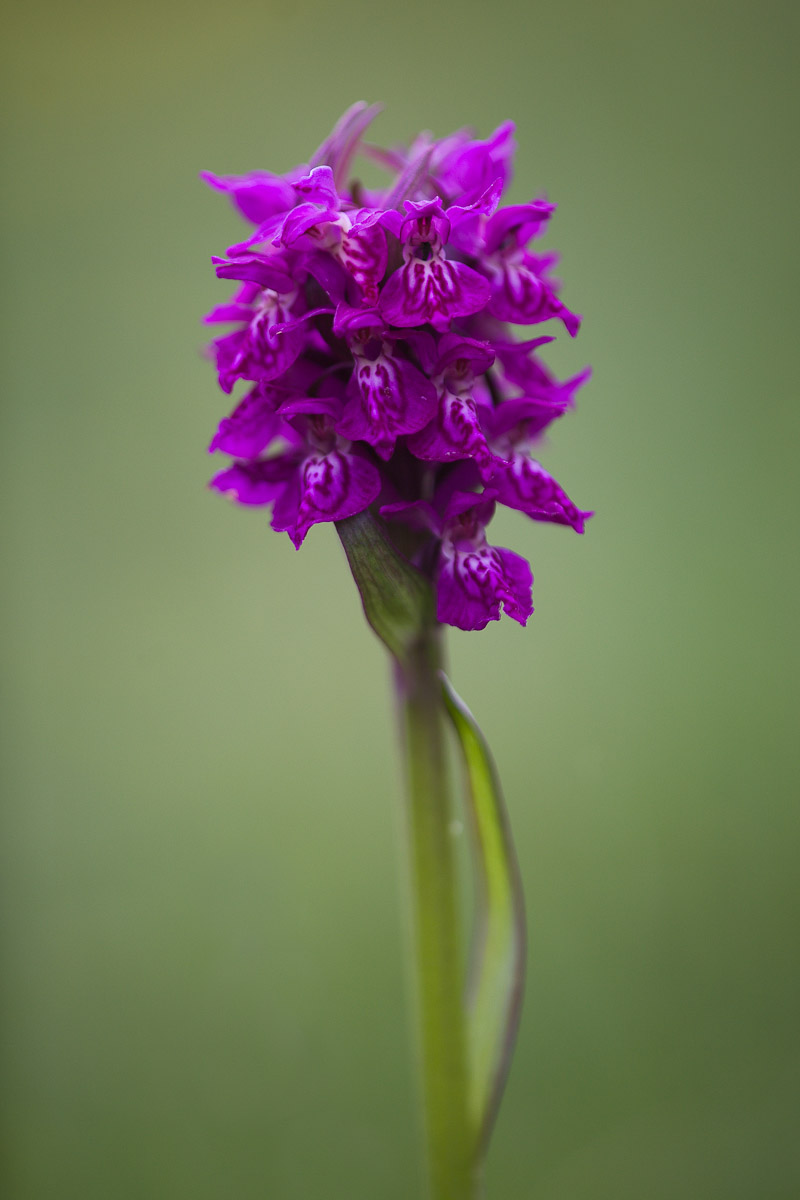 Orchis maialis...
