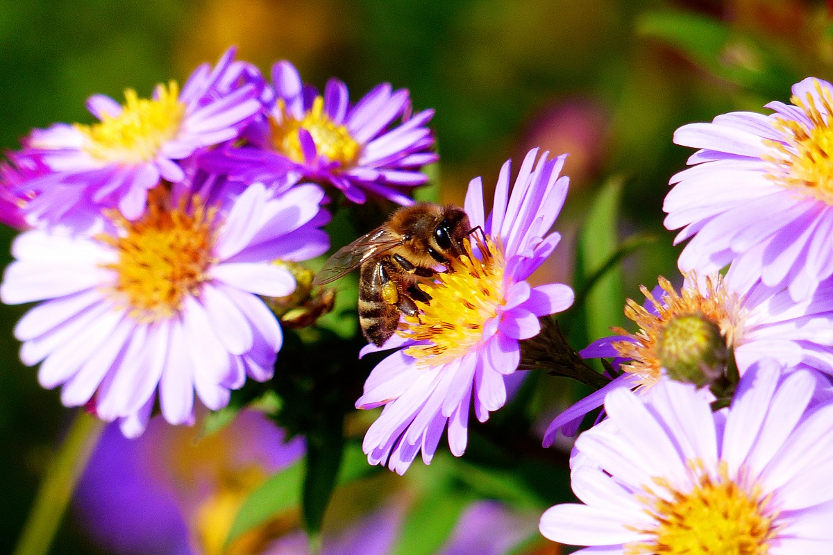 The flower and the bee