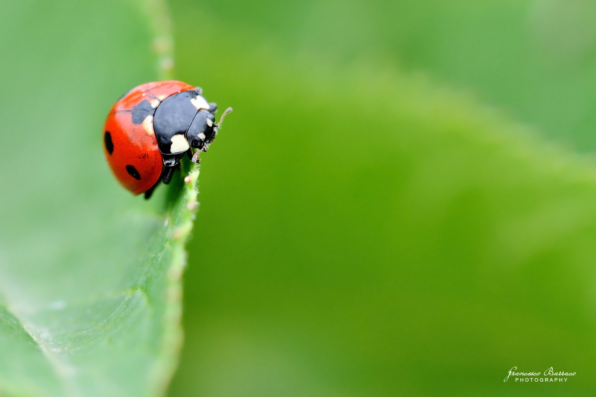 Ladybug