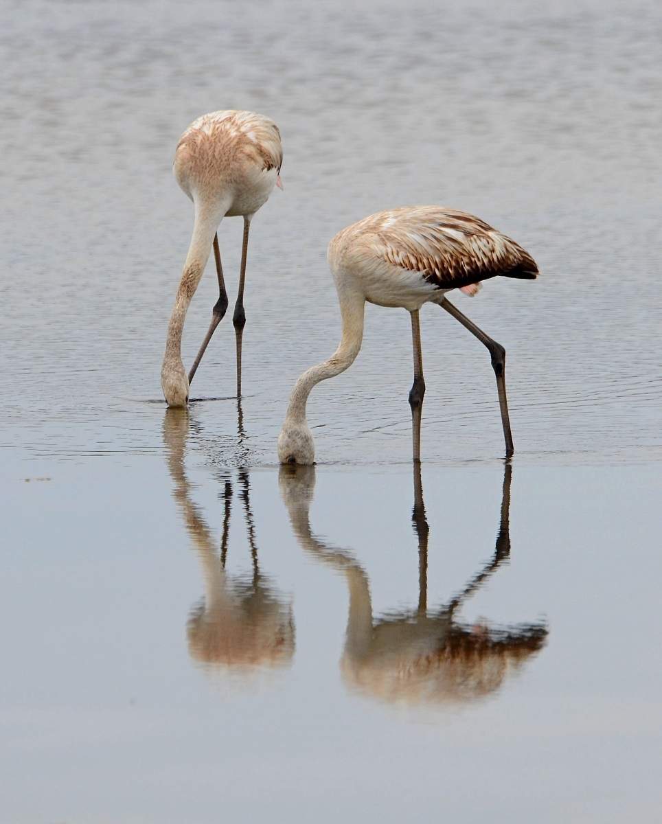 Pair of flamingos