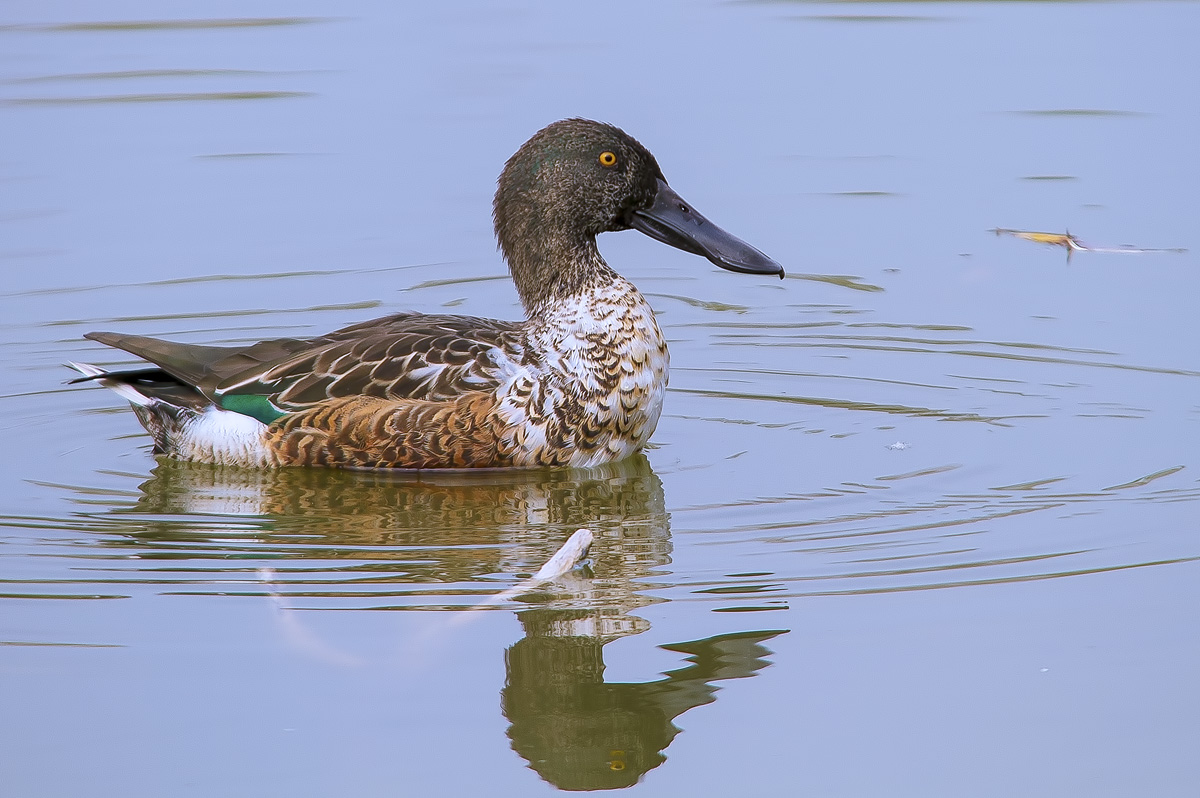 Shoveler.