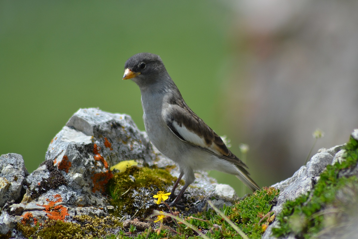 Fringuello alpino - Dolomiti