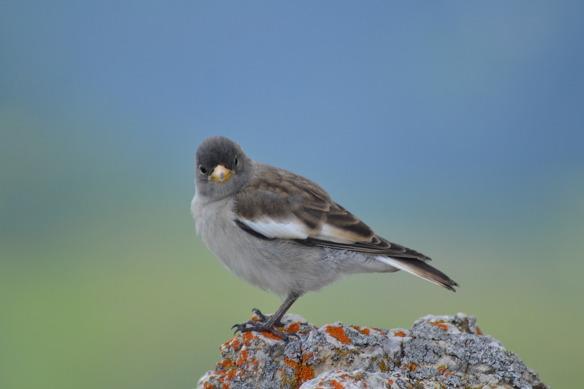 Fringuello alpino - Dolomiti