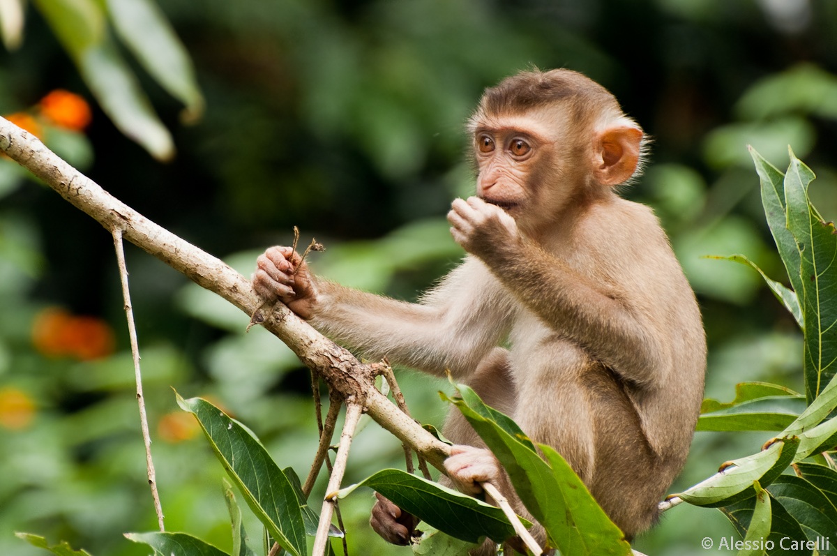 Young Macaque - Khao Yai National Park