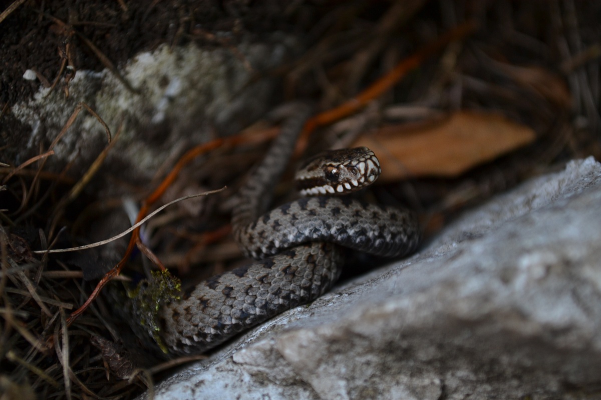Vipera Berus