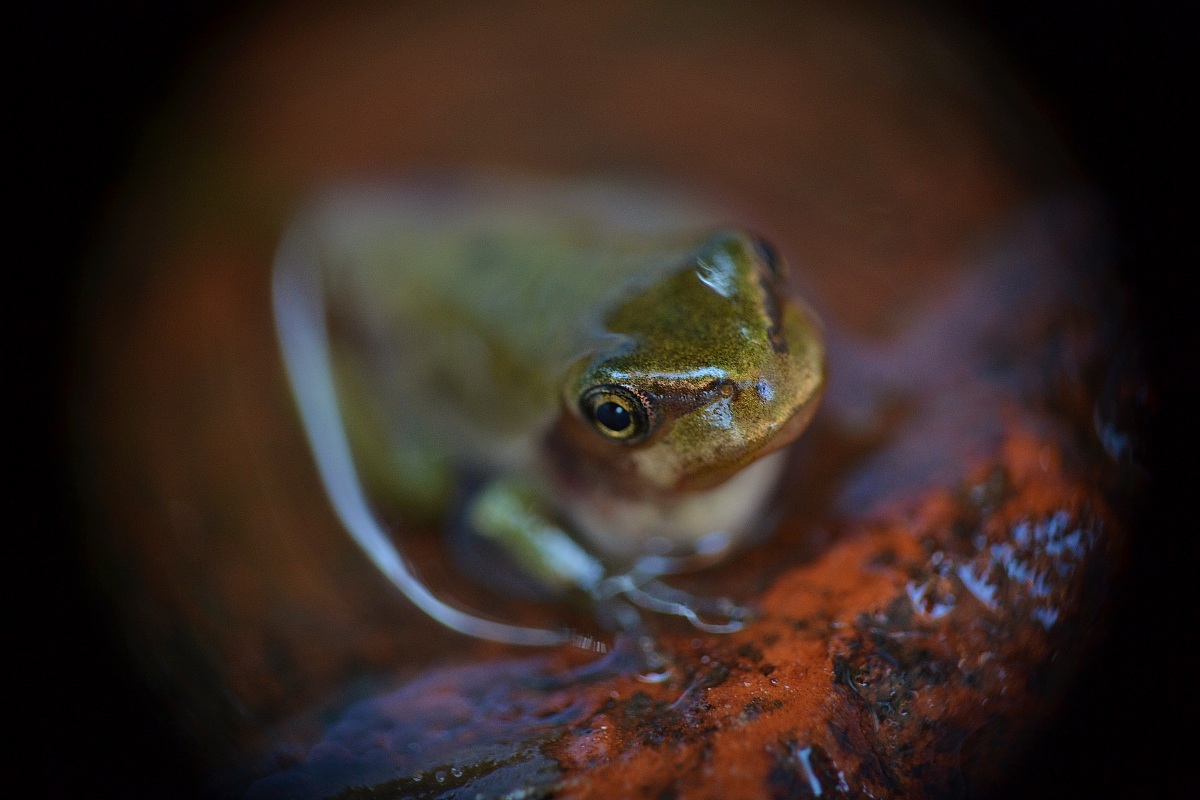 Raganella - Hyla arborea