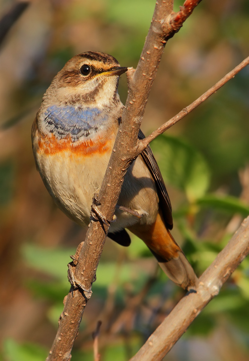Bluethroat