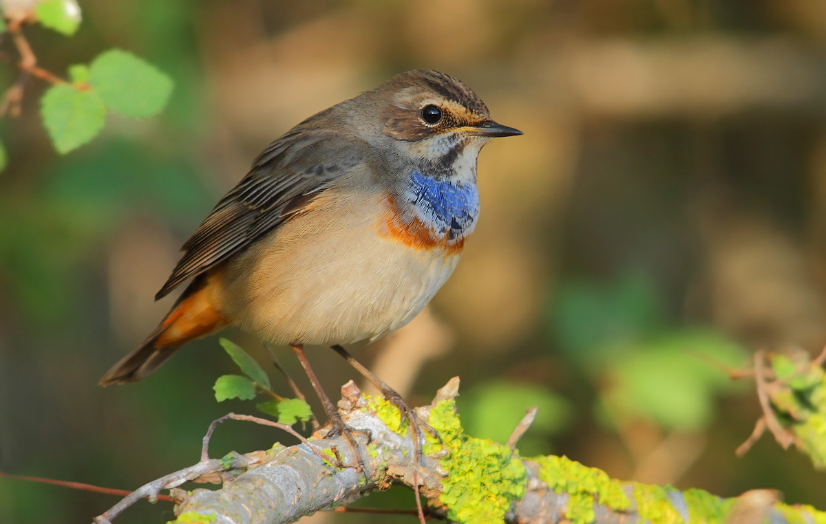 Bluethroat