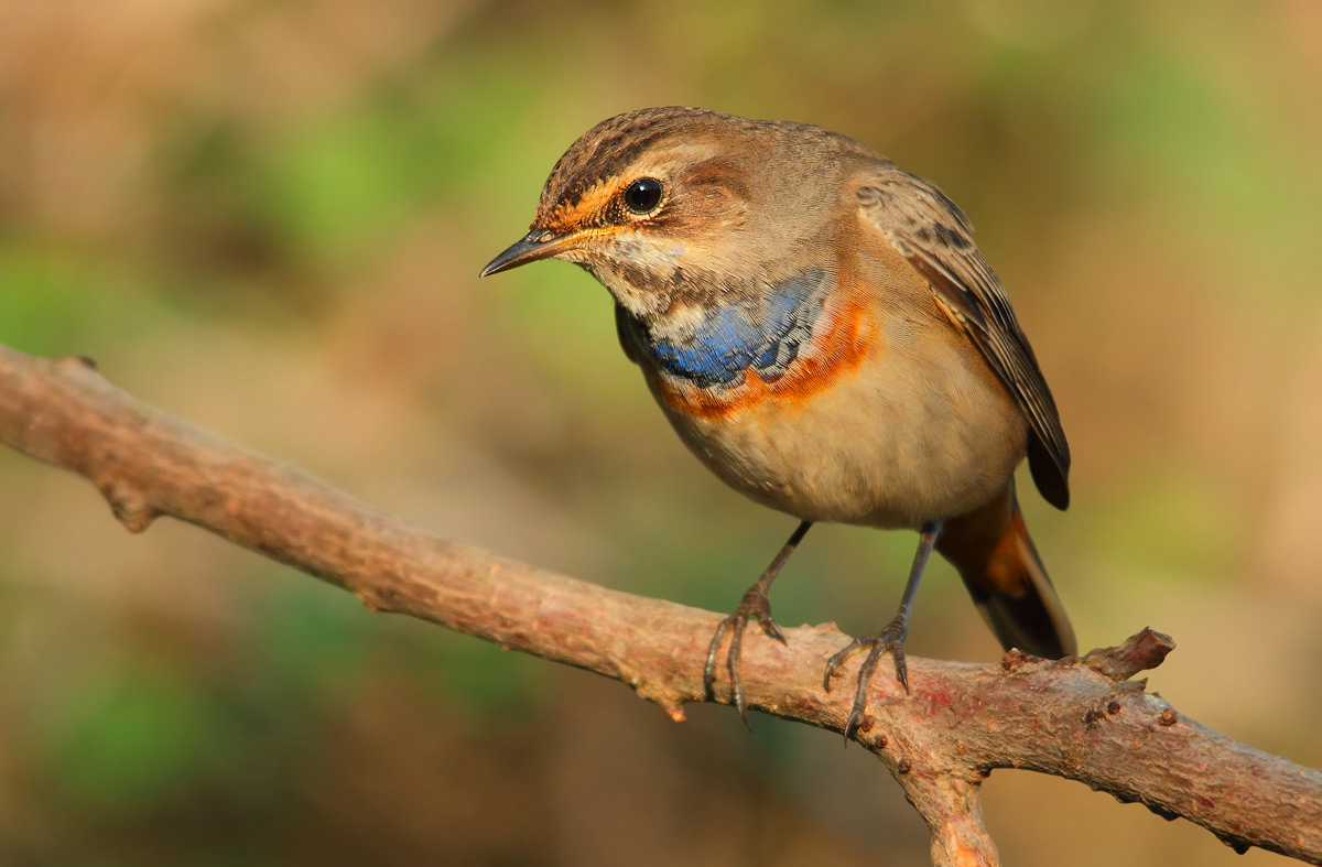 Bluethroat