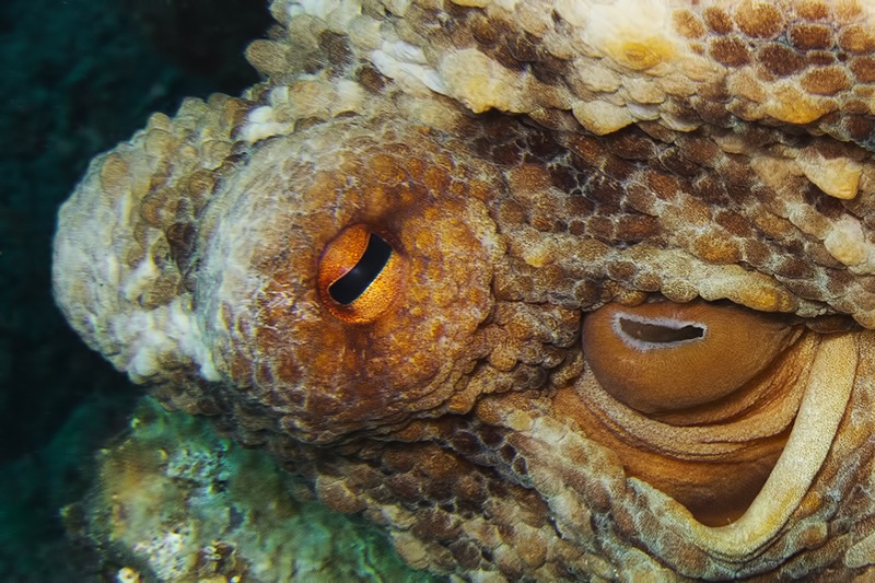 Octopus vulgaris (polpo)
