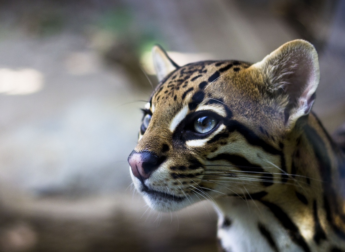 ocelot
