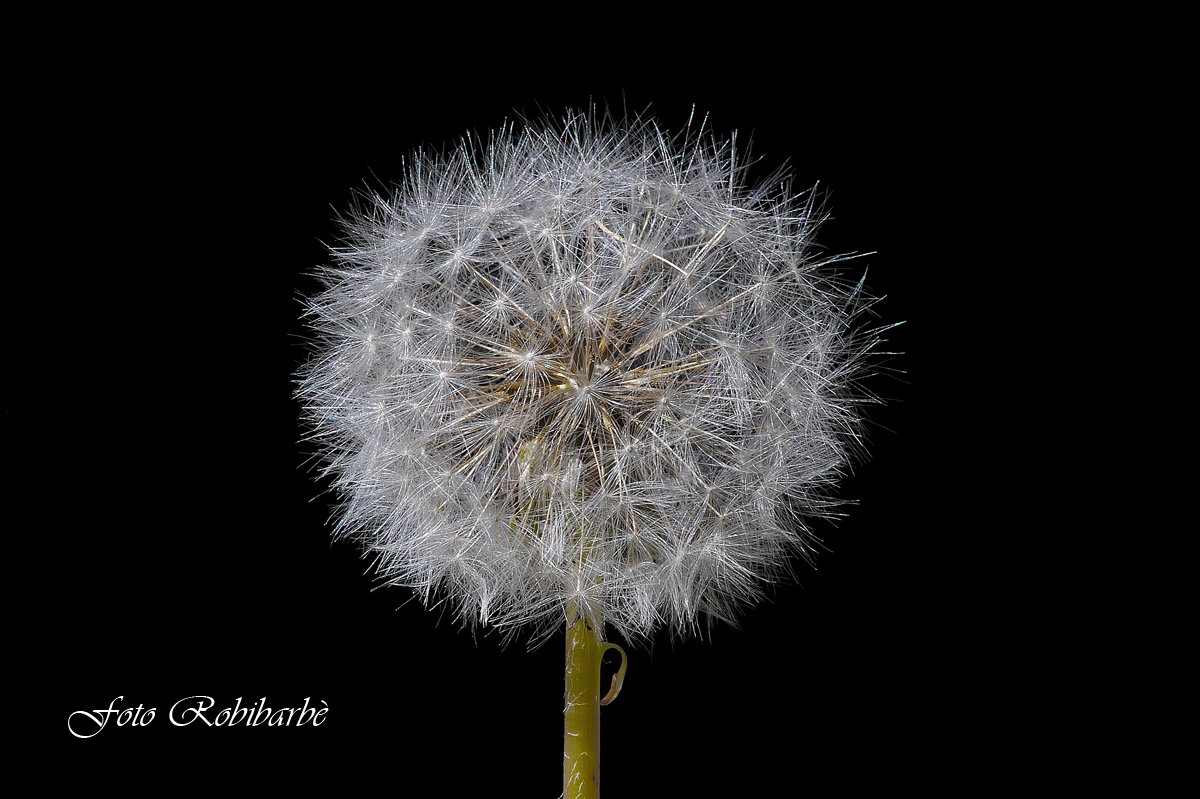 Tarassaco .... manca poco al decollo .....