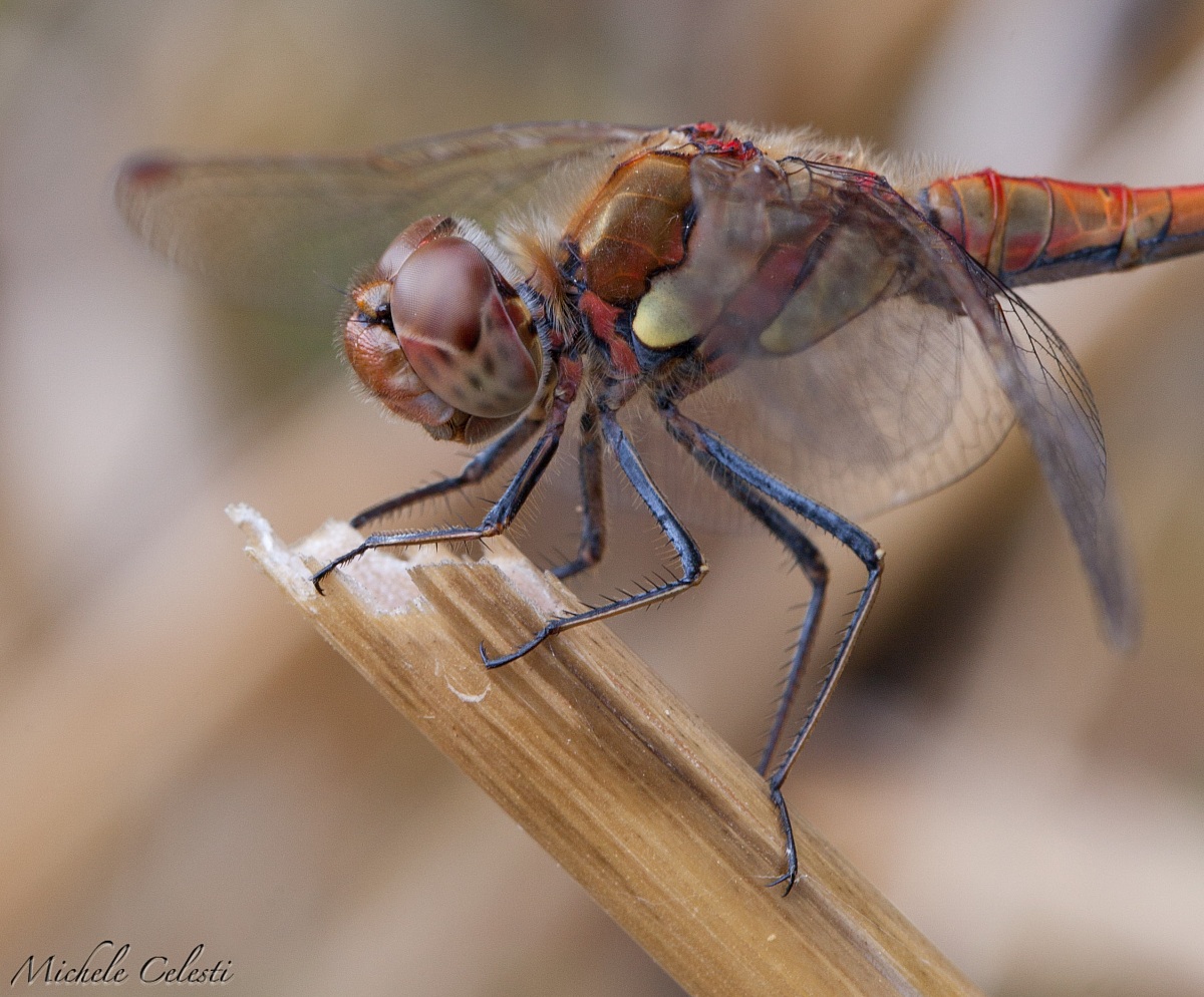 Dragonfly