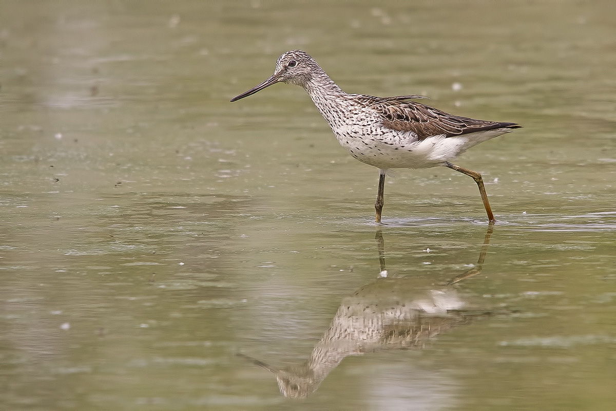 Greenshank.