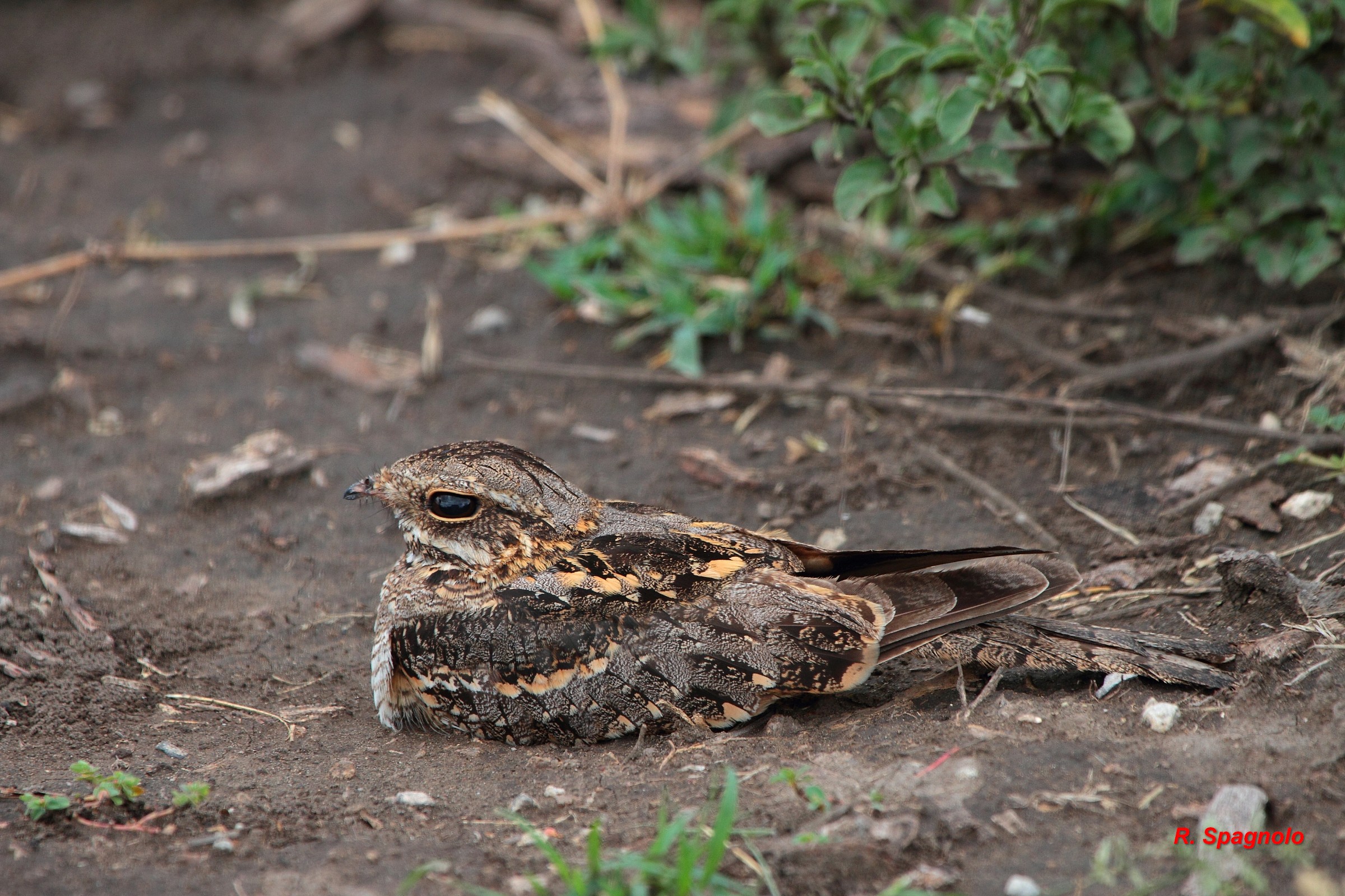 Nightjar