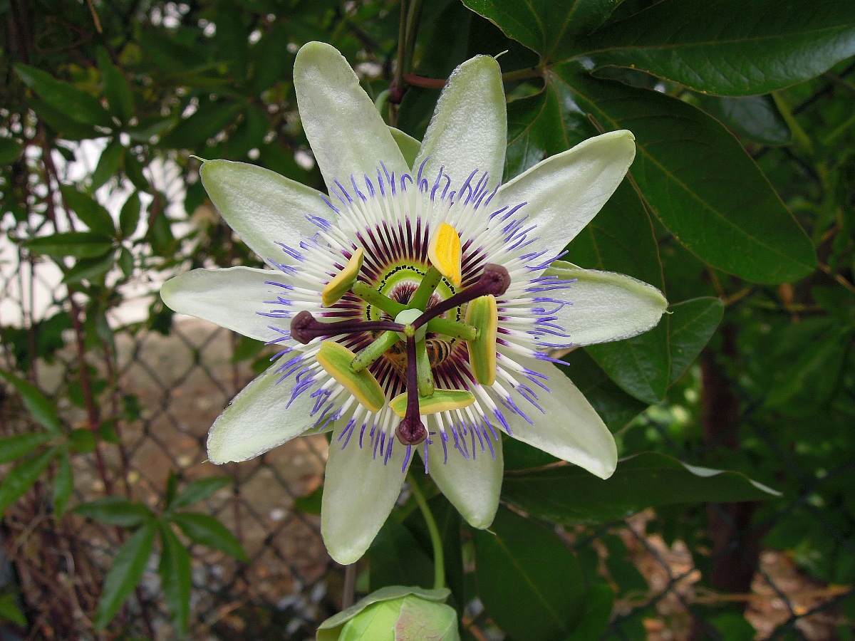 passiflora con la coolpix